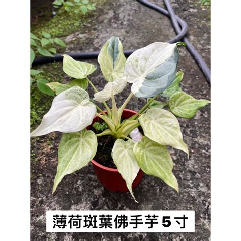 佛手芋開花|天南星科－台灣姑婆芋 (佛手芋) @水晶蘭的種子花草格